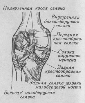 Коленный сустав (articulartio genus)